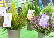The new varieties resulting from the collaboration the Fluffy, Ewigheid, Sunset Tiren and Herbstlavender.